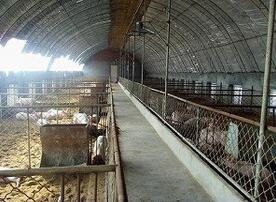 EM菌種的大力應用可以提高生豬的豬肉品質(zhì)