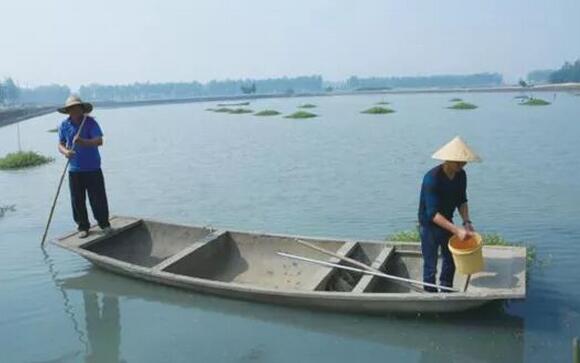 農戶(hù)在用咱們EM菌種做水產(chǎn)養殖工作