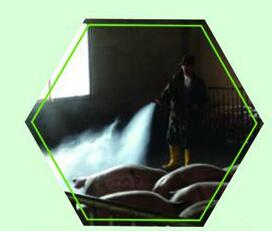 EM菌種微生物對養牛場(chǎng)的衛生起到很大作用