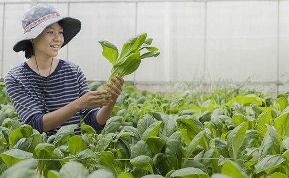 EM堆肥比其它傳統肥料在施肥效果上有哪些優(yōu)勢