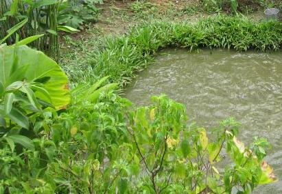 EM菌種的應用對植物的生長(cháng)有哪些幫助