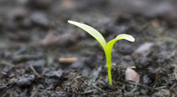 養殖場(chǎng)采用的EM菌肥是通過(guò)哪些流程研制的