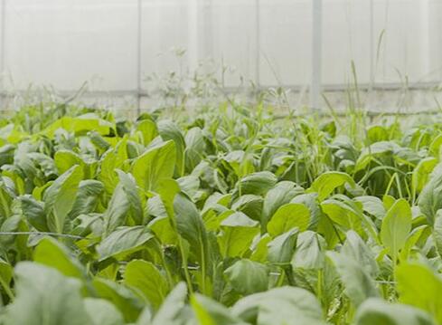 EM原液產(chǎn)品在農業(yè)領(lǐng)域中是如何去應用的